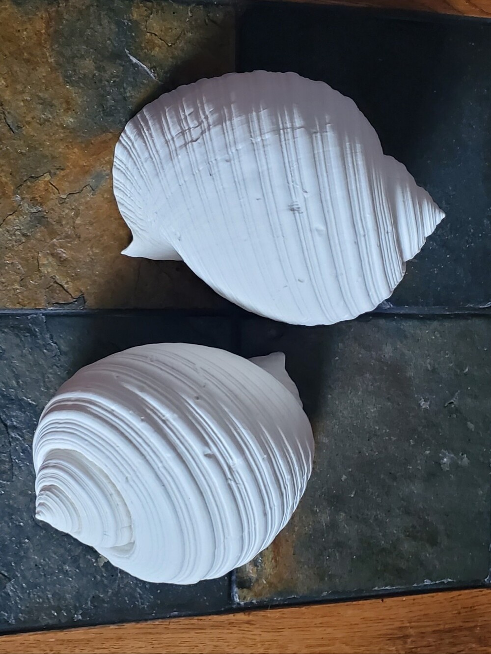 2 White Faux Conch Seashells Beach Decor - Picture 8 of 10